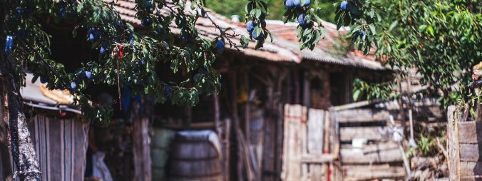 Farm yard scene Srem village Apostol Dragiev