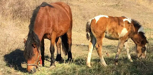 barefoot horse Bulgaria