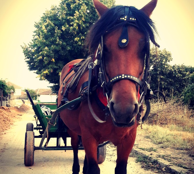horse riding Bulgaria, horse riding holidays Bulgaria, Bulgarian horse riding holidays, affordable horse riding holidays, 18