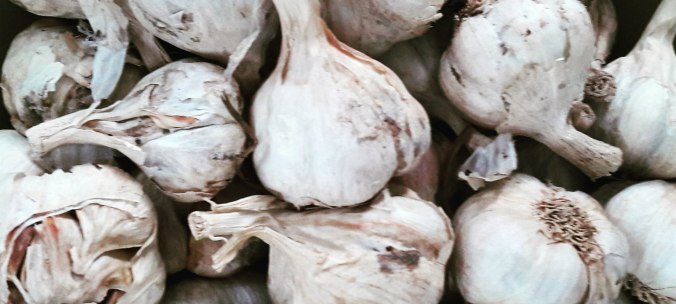 Garlic from Srem village Bulgaria