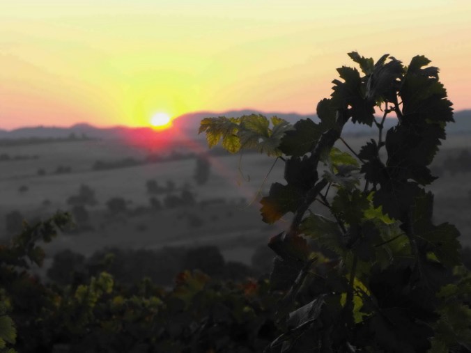 grapes in South Sakar wine region