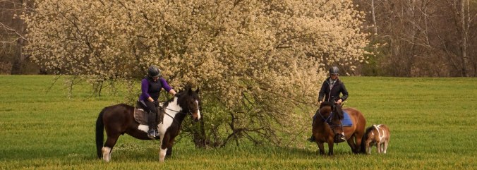 horse riding Bulgaria, horse riding holidays Bulgaria, Bulgarian horse riding holidays, affordable horse riding holidays, 2