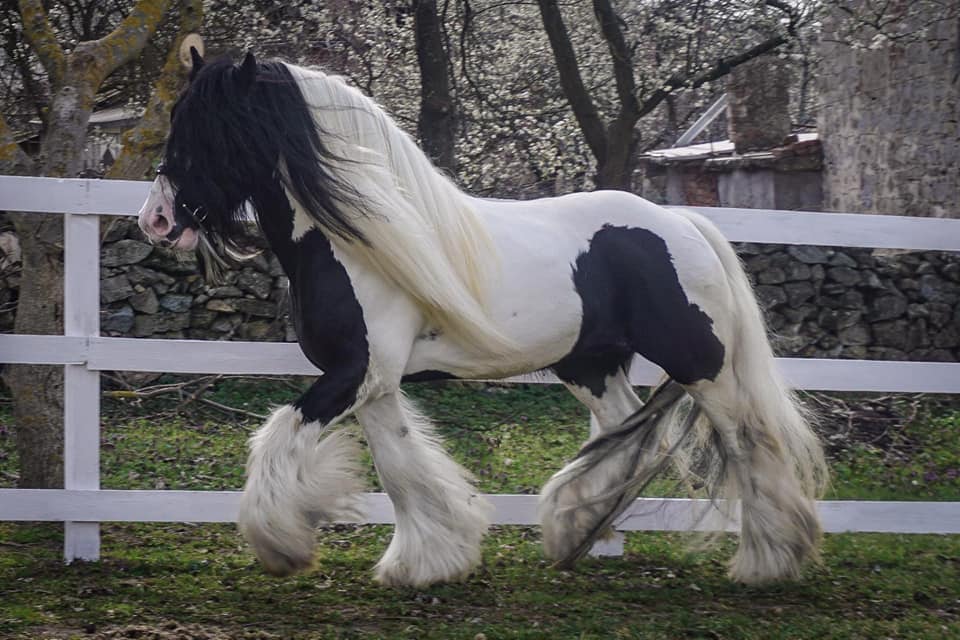 horse riding Bulgaria, horse riding holidays Bulgaria, Bulgarian horse riding holidays, affordable horse riding holidays, 12