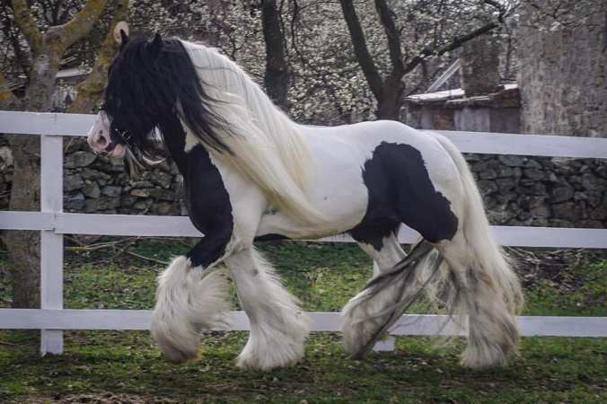 53636760_10156110129306347_8173880491561189376_n