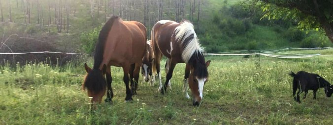 64293325_2055353974769806_7049702372683022336_n